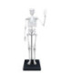 Esqueleto 85 cm