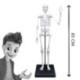 Esqueleto 85 cm