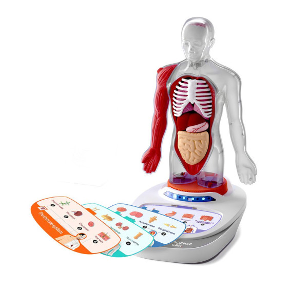 Canal Science Mi Cuerpo Voz Pedia 3D