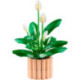 LEGO Botanicals Lirio de la Paz - 11504