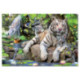 Educa Puzzle 1000 Piezas Tigres Blancos de Bengala - 14808