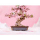 Sakura Bonsai Rompecabezas 3D