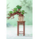 Rolife Evergreen Pine Bonsai Rompecabezas 3D