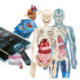 Ciencia y Juego Superanatomía